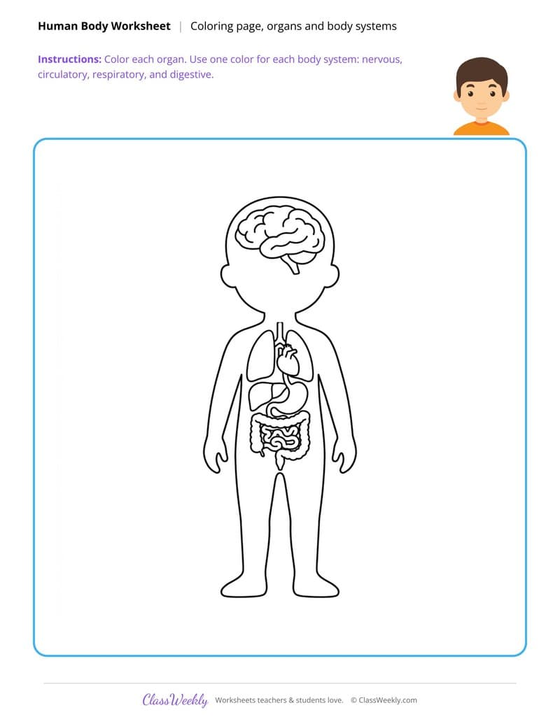 Organs and Body Systems Coloring Page - Human Body - 4th Grade Coloring Pages worksheet preview