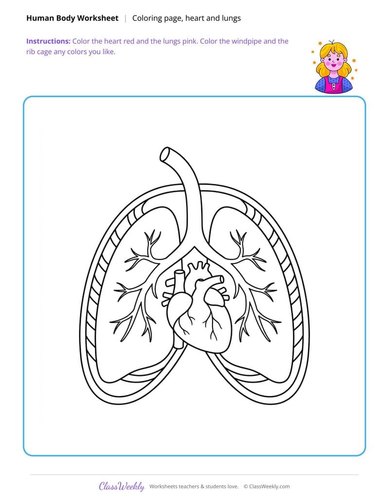 Heart and Lungs Coloring Page - Human Body - 4th Grade Coloring Pages printable preview
