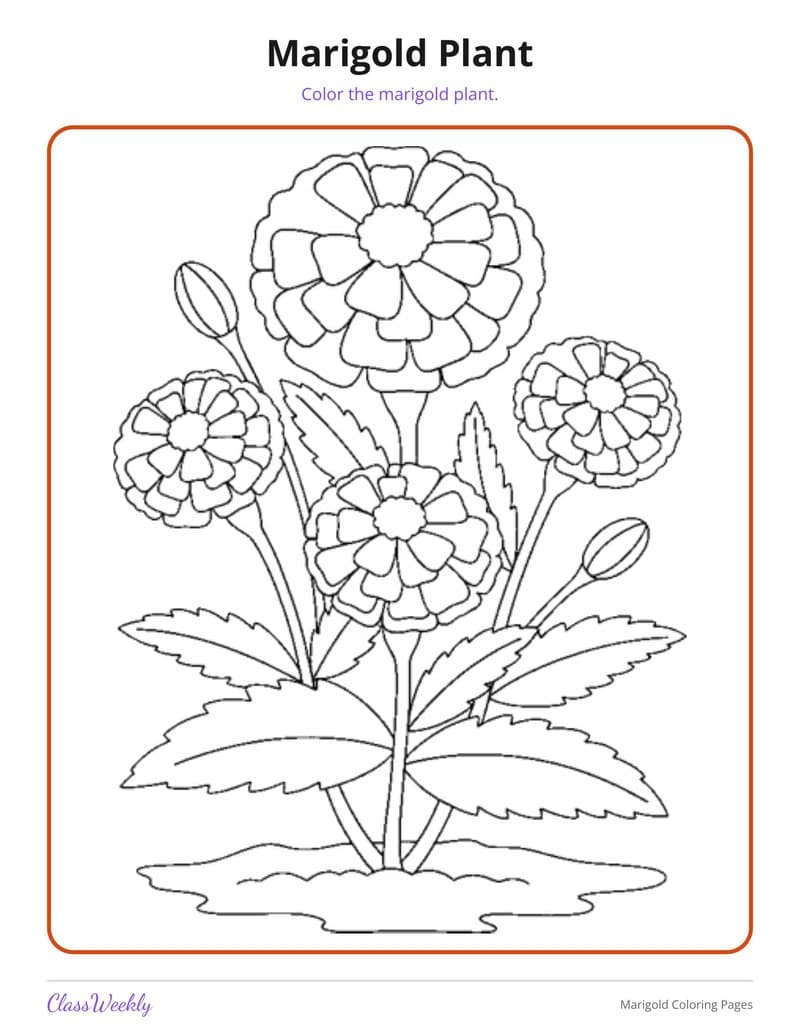 Marigold Coloring Pages - Kindergarten Coloring Pages printable preview
