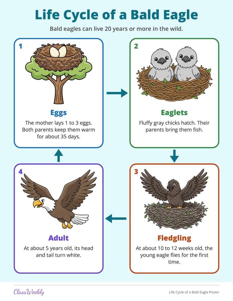 Life Cycle of a Bald Eagle Poster - 2nd Grade Holiday Activities printable preview