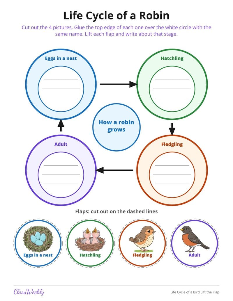 Life Cycle of a Bird Lift the Flap - 2nd Grade Holiday Activities printable preview