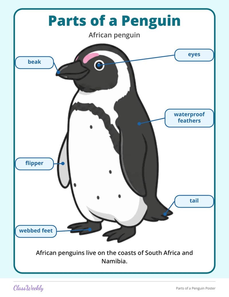 Parts of a Penguin Poster - 2nd Grade Holiday Activities printable preview