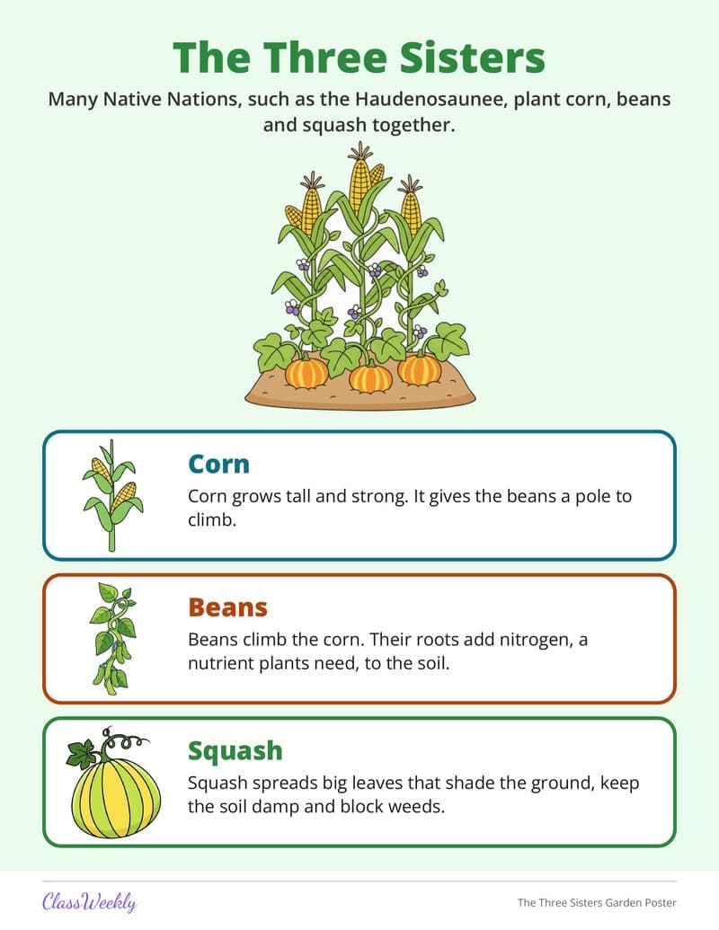 The Three Sisters Garden Poster - 2nd Grade Holiday Activities printable preview