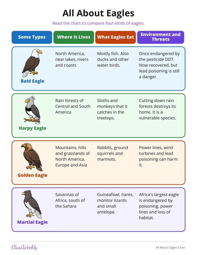 All About Eagles Chart - 3rd Grade Holiday Activities printable preview