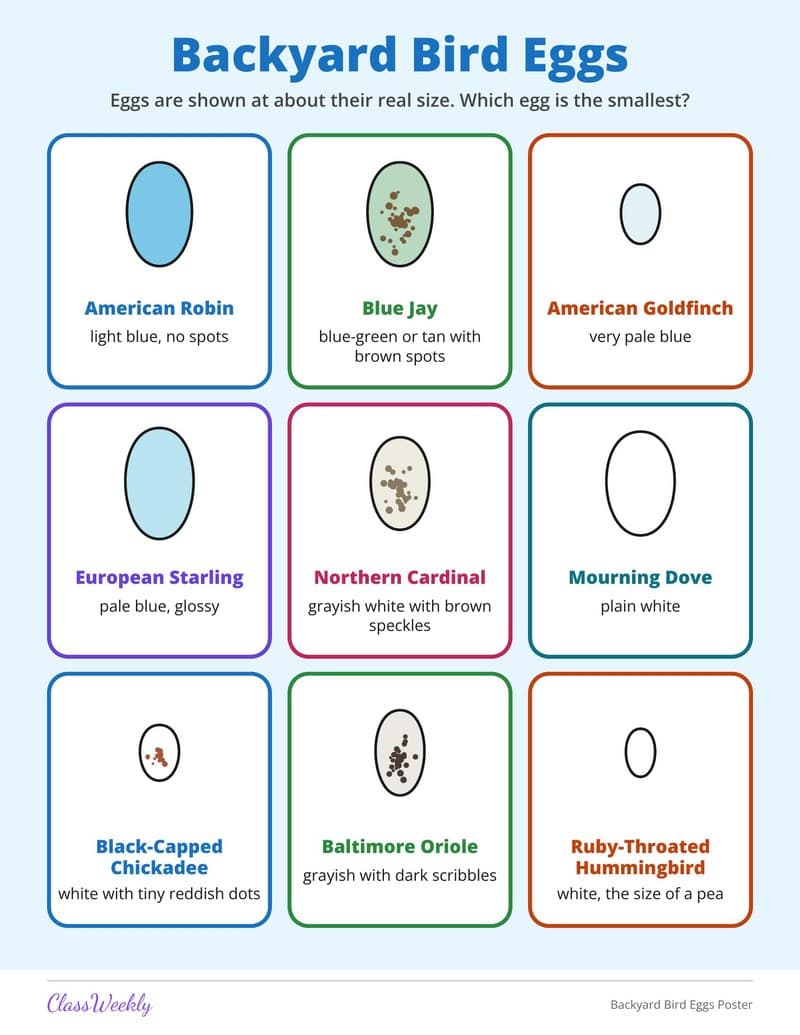 Backyard Bird Eggs Poster - 2nd Grade Holiday Activities printable preview