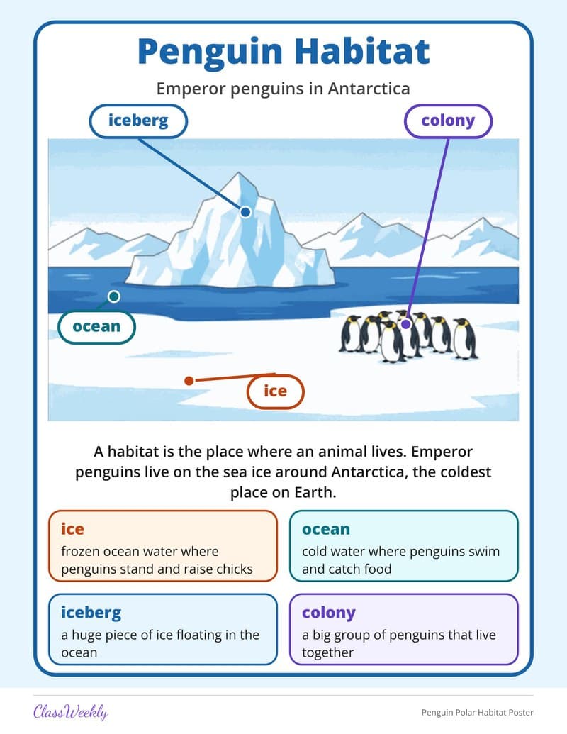 Penguin Polar Habitat Poster - 2nd Grade Holiday Activities printable preview
