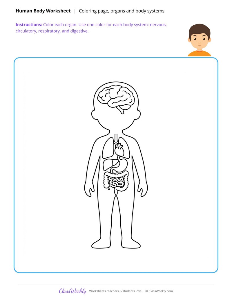 Organs and Body Systems Coloring Page