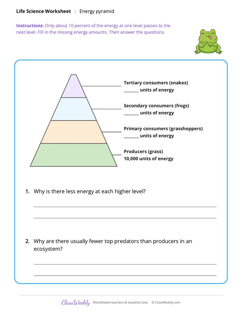 Life Science: Energy pyramid