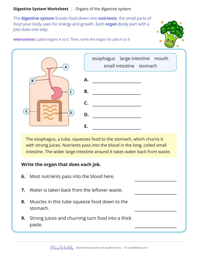 Organs of the Digestive System