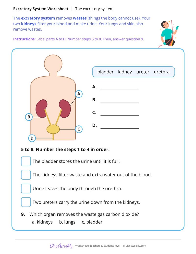 The Excretory System