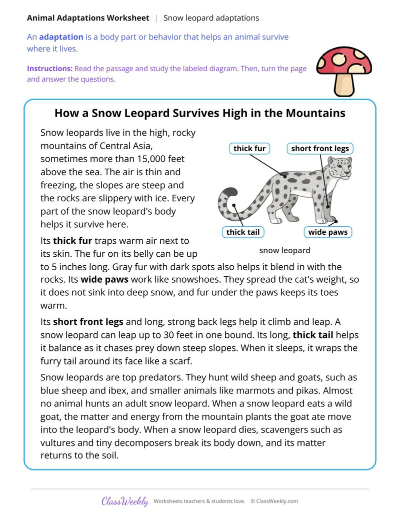 How a Snow Leopard Survives High in the Mountains - Page 1