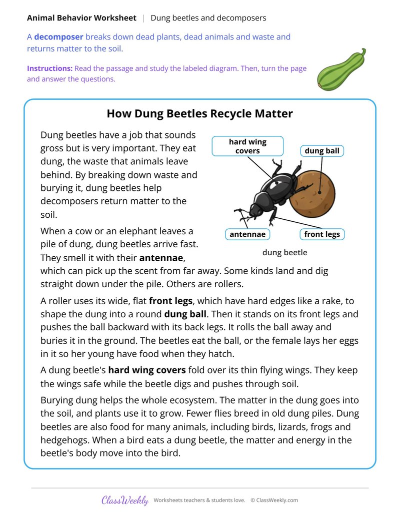 How Dung Beetles Recycle Matter, Read and Answer - Page 1