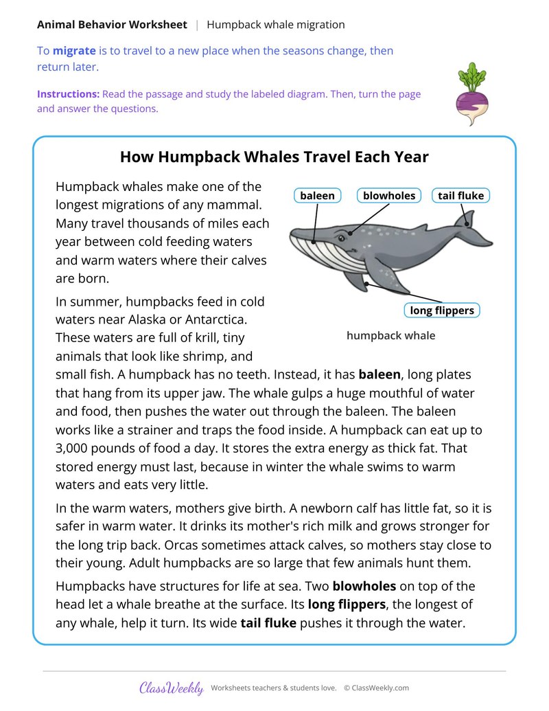 How Humpback Whales Travel Each Year, Read and Answer - Page 1