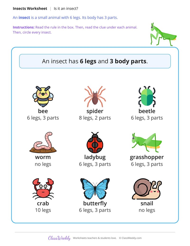 Is It an Insect?