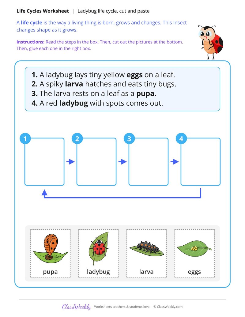 Ladybug Life Cycle Cut and Paste