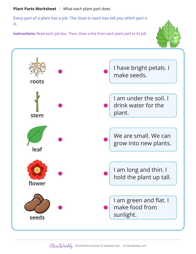 What Each Plant Part Does