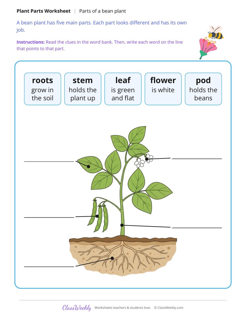Write the Parts of a Bean Plant