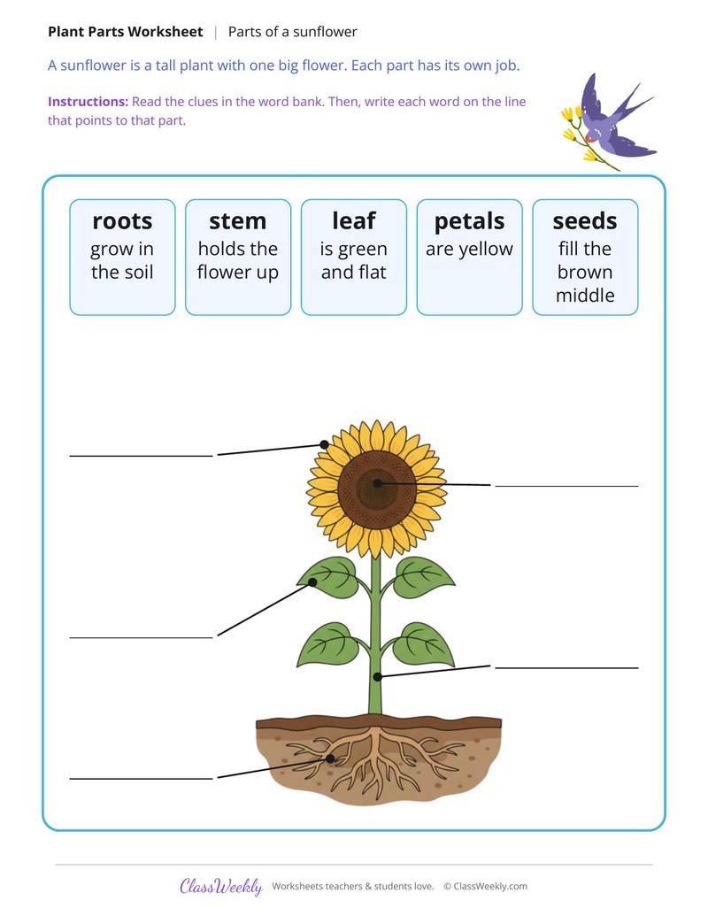 Write the Parts of a Sunflower
