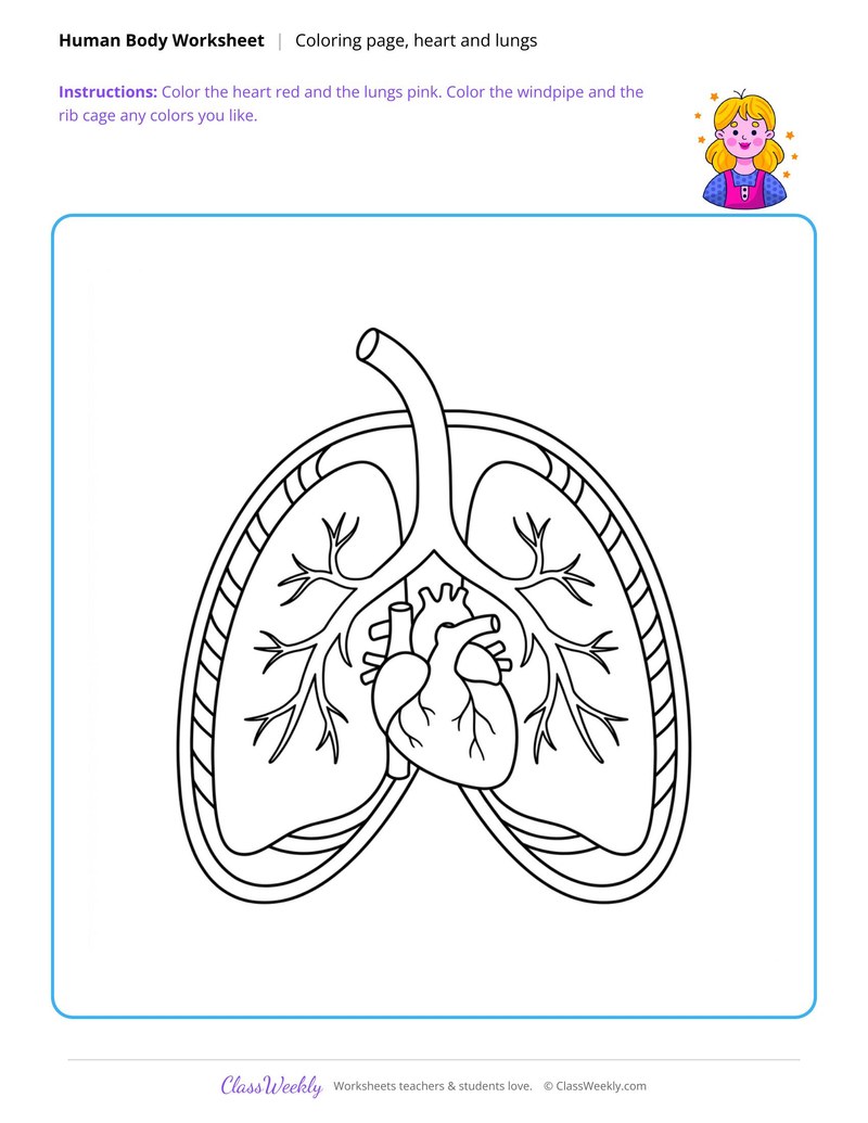 Heart and Lungs Coloring Page
