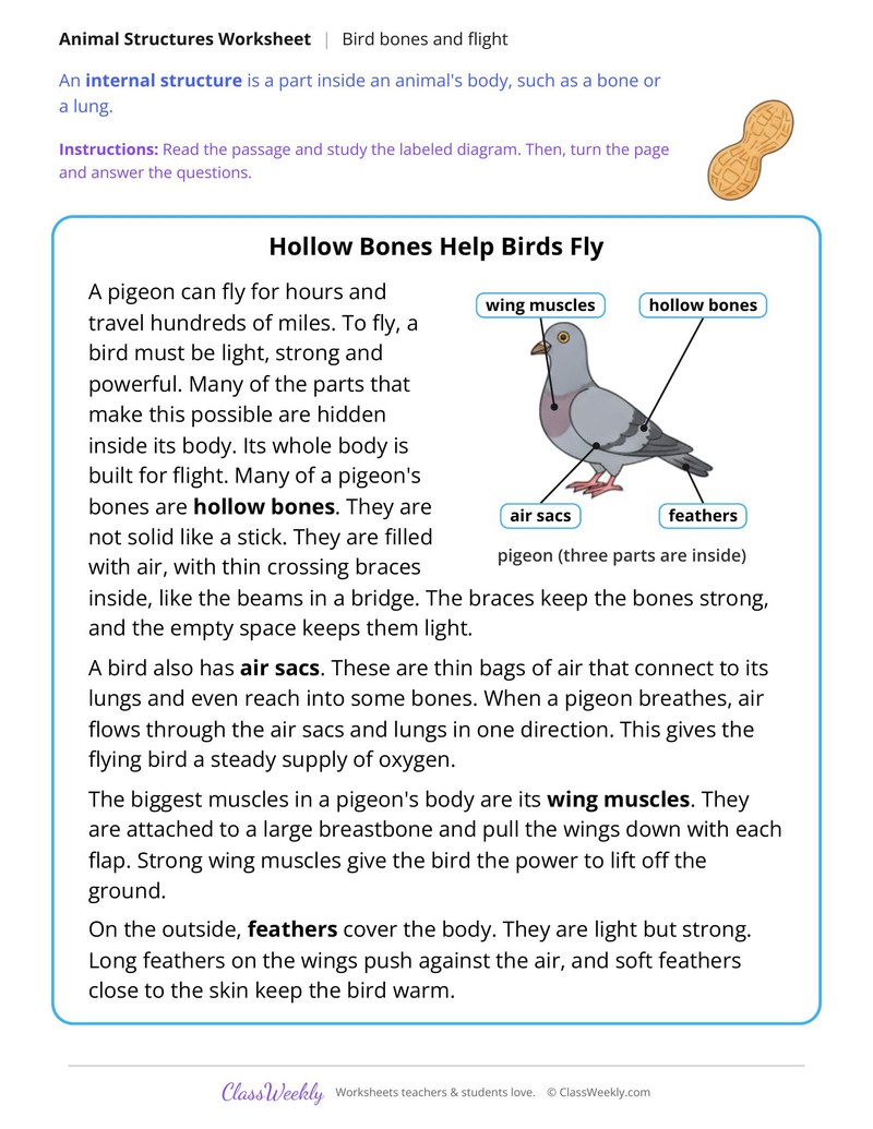 Hollow Bones Help Birds Fly, Read and Answer - Page 1