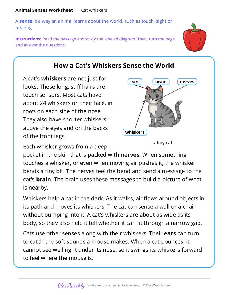 How a Cat's Whiskers Sense the World, Read and Answer - Page 1