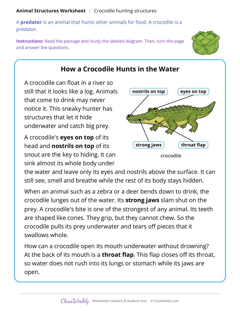 How a Crocodile Hunts in the Water, Read and Answer - Page 1