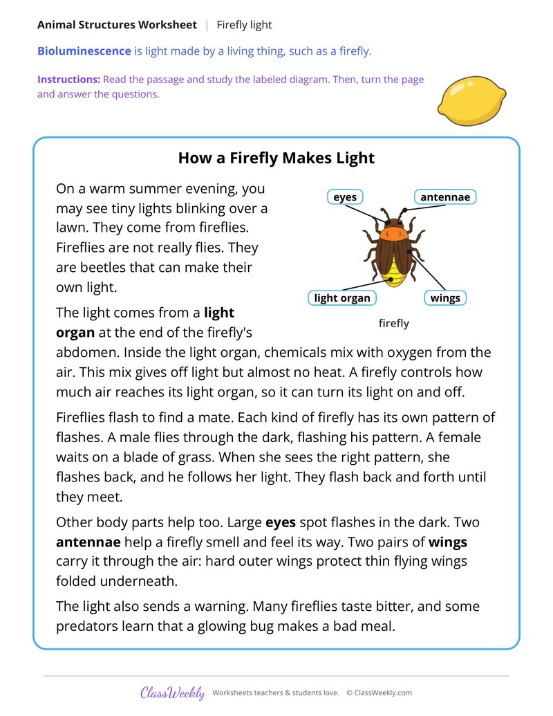 How a Firefly Makes Light, Read and Answer - Page 1