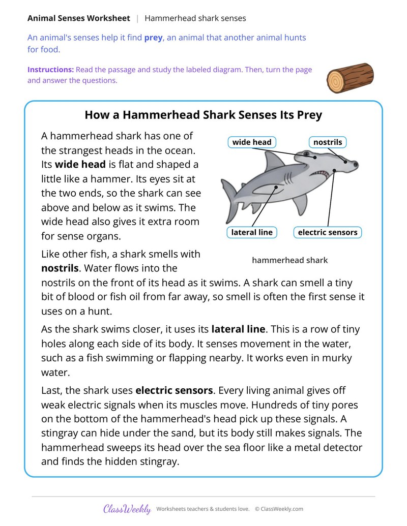 How a Hammerhead Shark Senses Its Prey, Read and Answer - Page 1