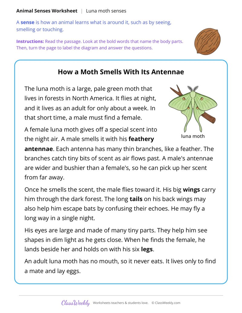 How a Moth Smells With Its Antennae, Read and Answer - Page 1