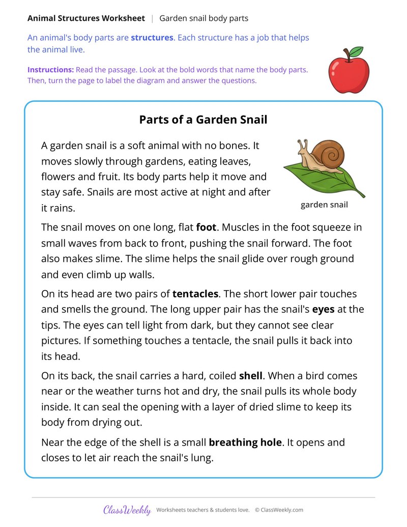 Parts of a Garden Snail, Read and Label - Page 1