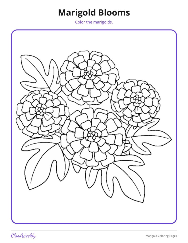 Colouring Imagea Marigold Coloring Pages (K-5)