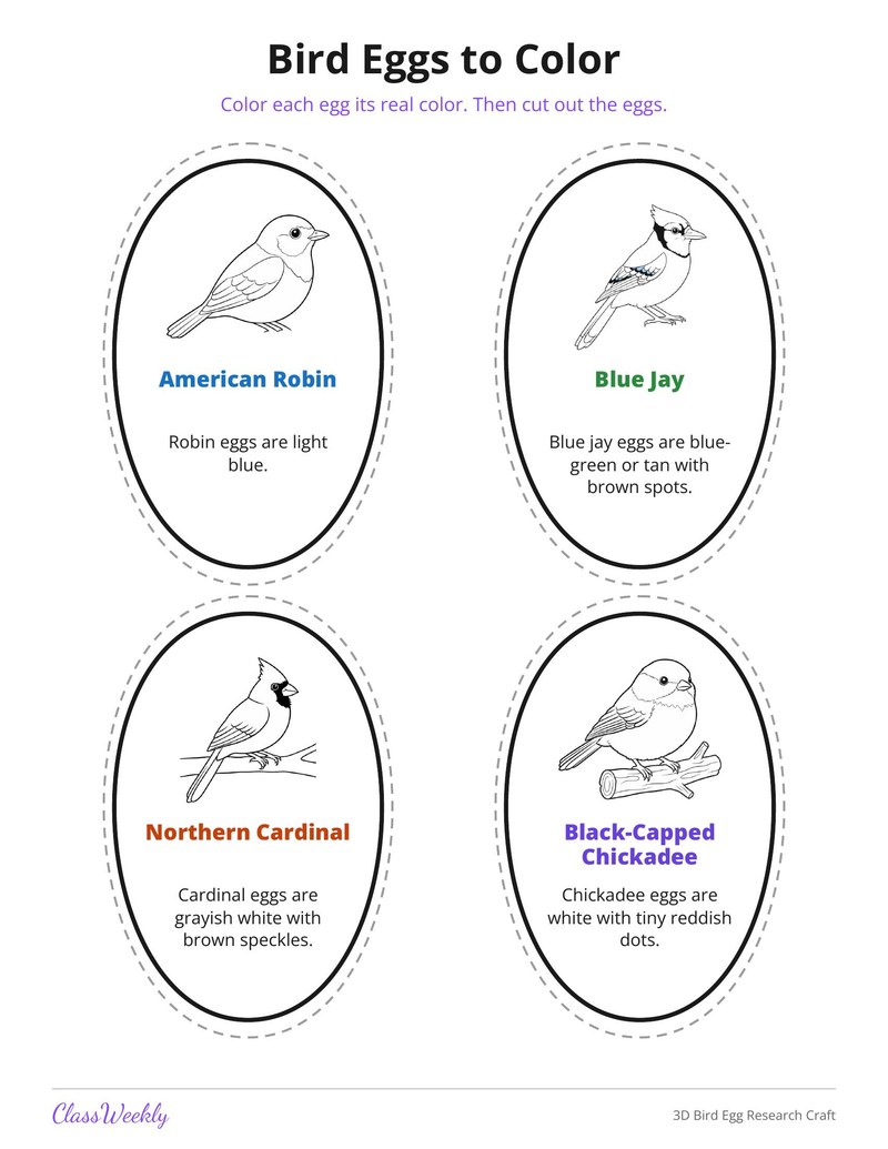 3D Bird Egg Research Craft - Page 4
