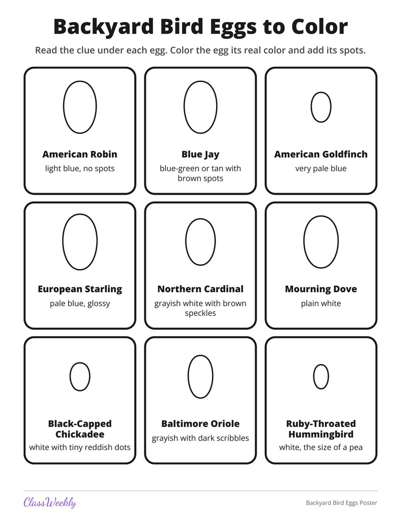 Backyard Bird Eggs Poster - Page 2