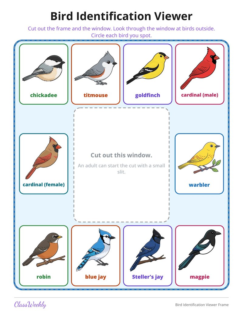 Bird Identification Viewer Frame