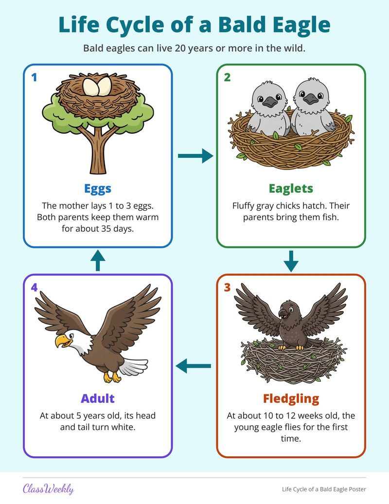 Life Cycle of a Bald Eagle Poster
