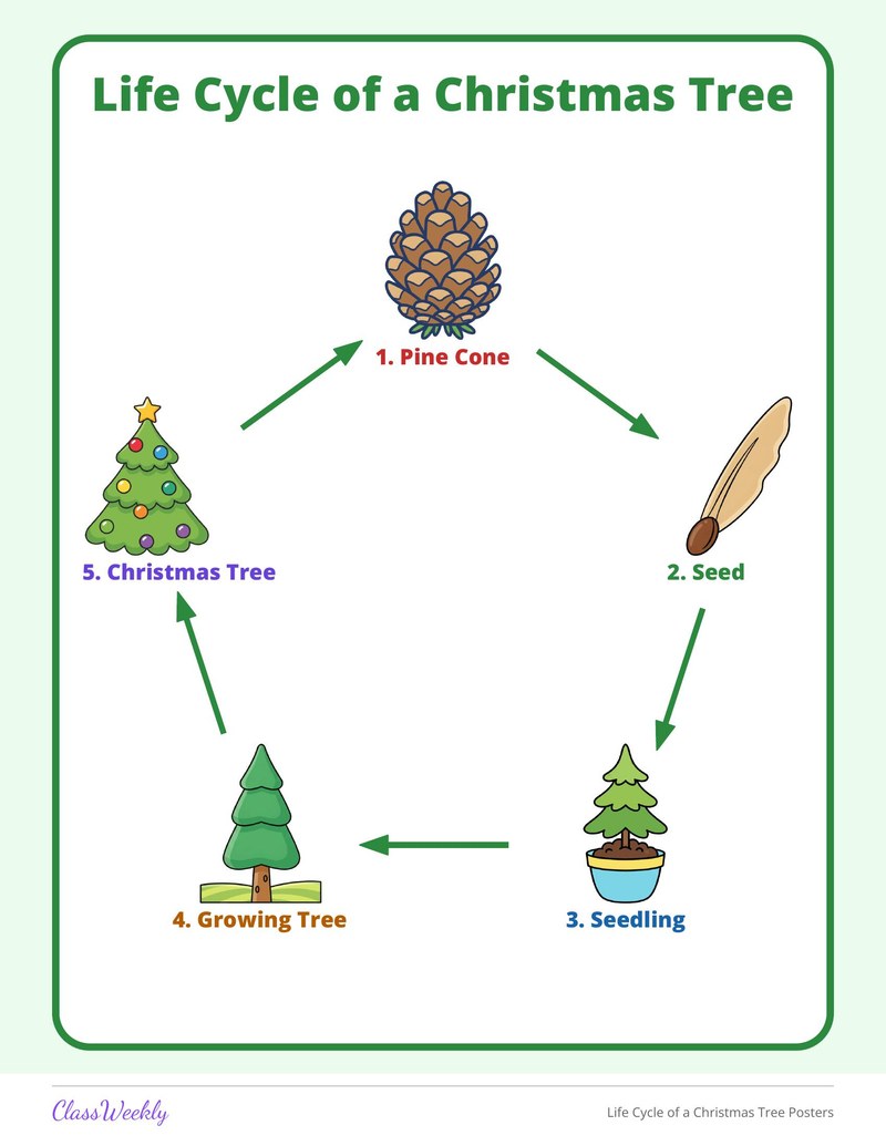 Life Cycle of a Christmas Tree Posters - Page 2