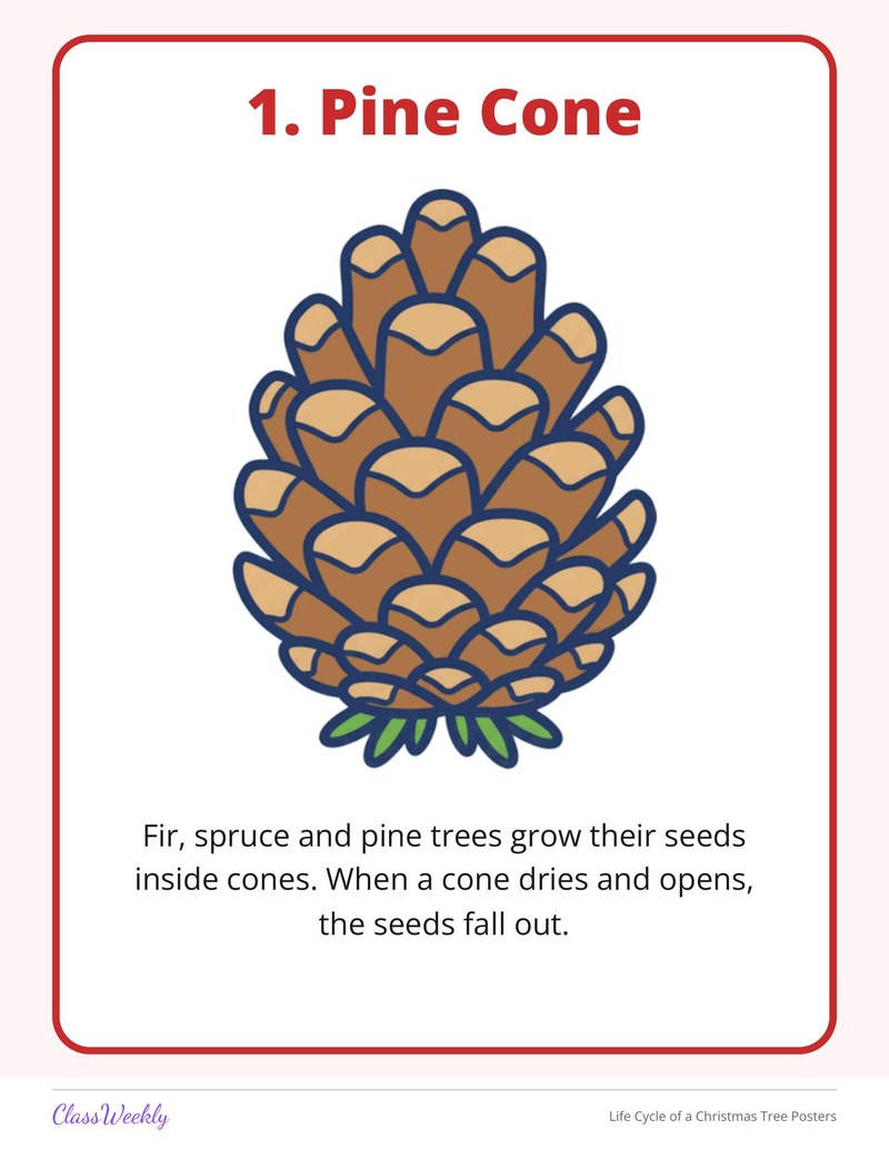 Life Cycle of a Christmas Tree Posters - Page 3