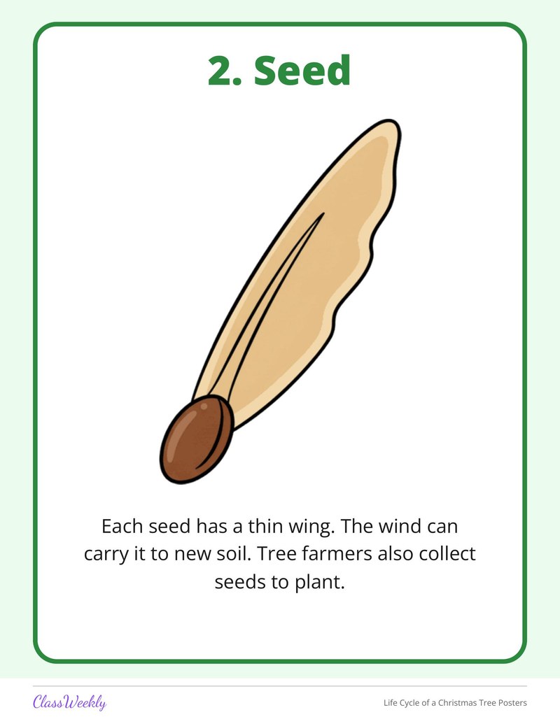 Life Cycle of a Christmas Tree Posters - Page 4