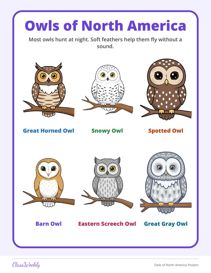 Owls of North America Posters - Page 2