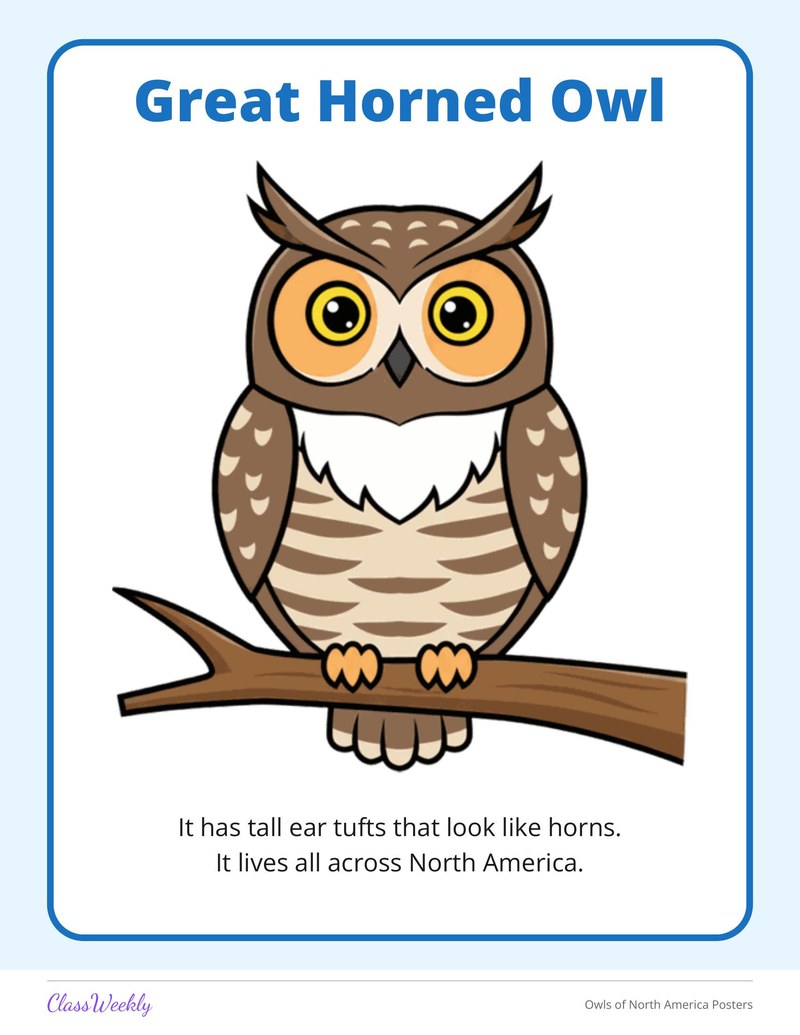 Owls of North America Posters - Page 3
