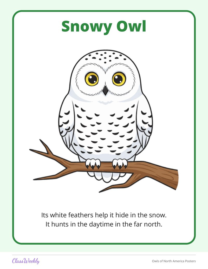Owls of North America Posters - Page 4