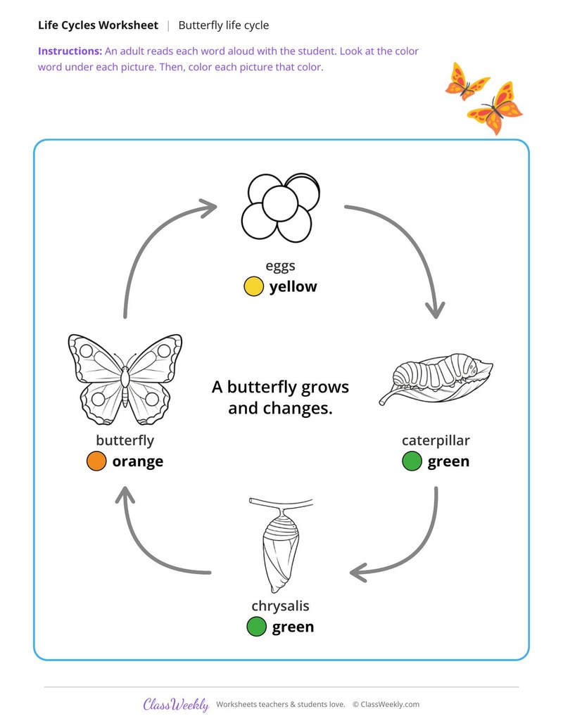 Color the butterfly life cycle