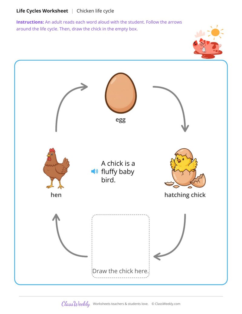 Draw the missing stage - Chicken life cycle
