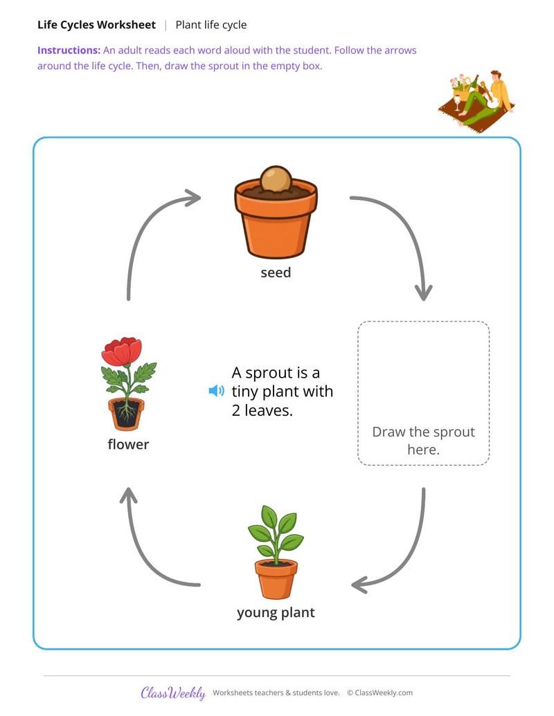 Draw the missing stage - Plant life cycle