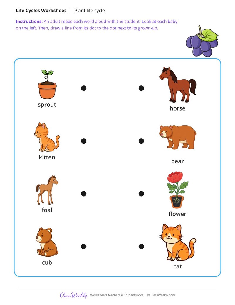 Match the baby to the grown-up - Plant