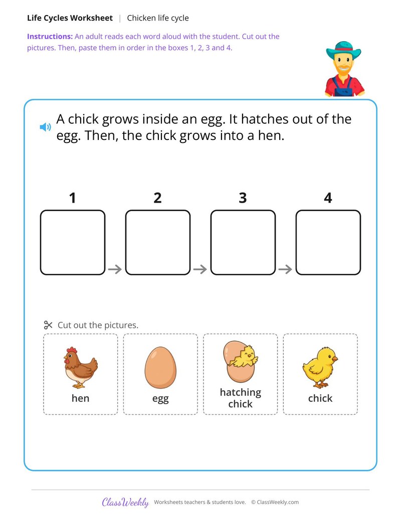 Put the chicken life cycle in order - Cut and paste