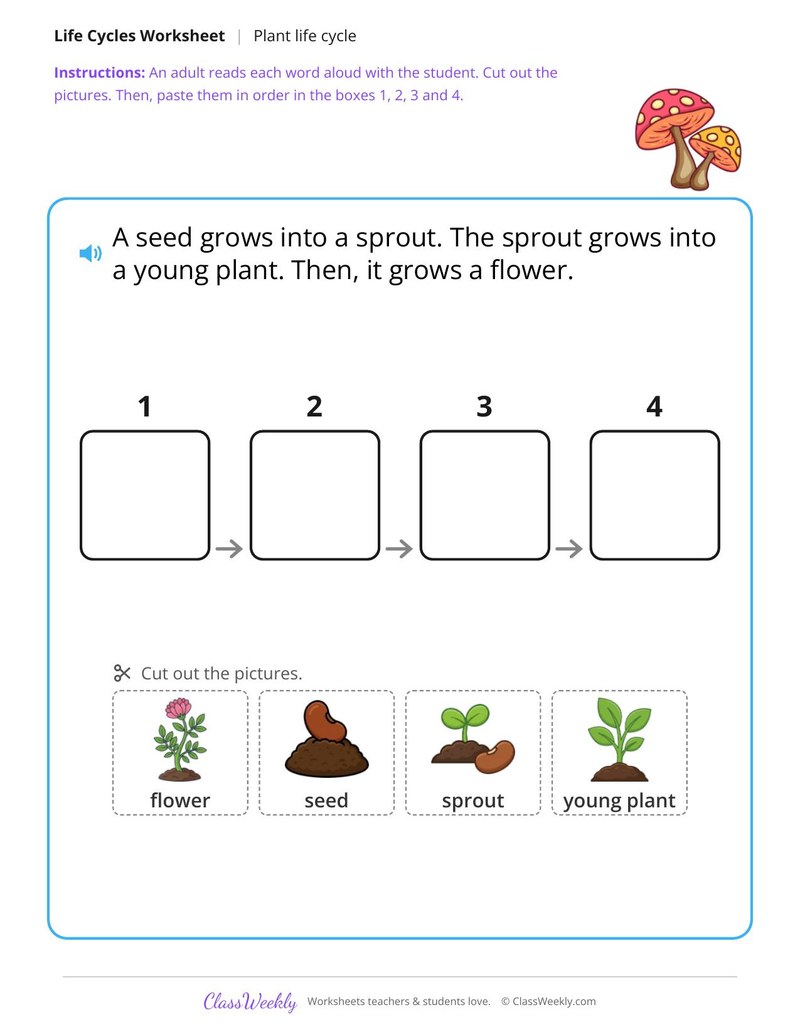 Put the plant life cycle in order - Cut and paste