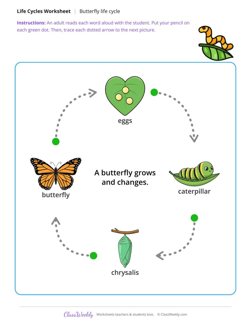 Trace the life cycle arrows - Butterfly