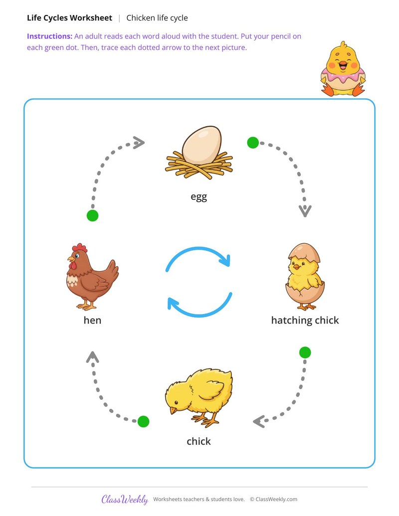 Trace the life cycle arrows - Chicken