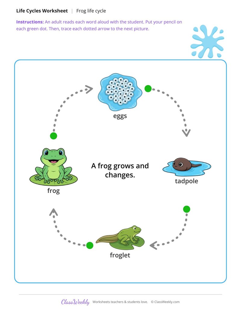 Trace the life cycle arrows - Frog
